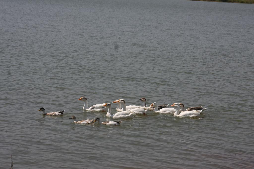 Juesta Lake Nahargarh Palace, Chittorgarh Parsoli Экстерьер фото